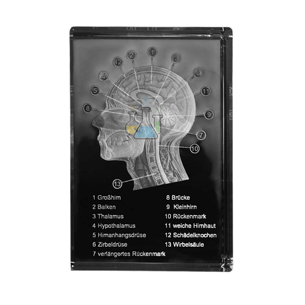 Skull Side Section 3D Model in Glass